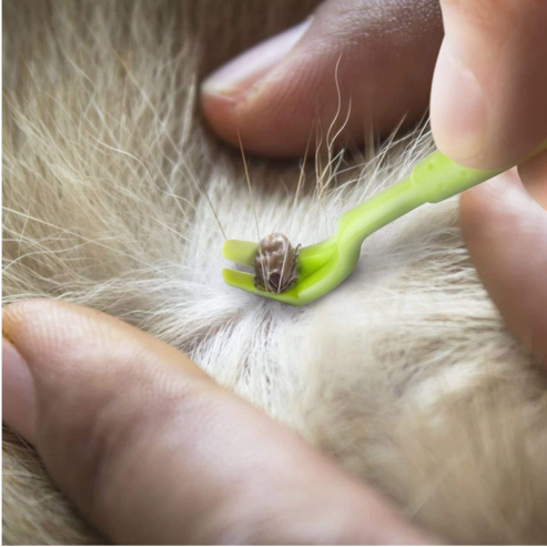 Crochets à Tiques – Lot de 3 Outils de Retrait Simples